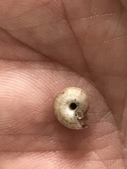 Xerolenta obvia