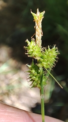 Carex mairei