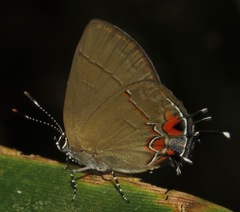 Calycopis origo