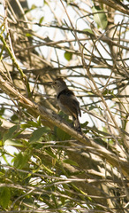 Thamnophilus ruficapillus