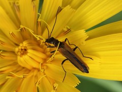 Oedemera femorata