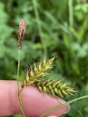 Carex castanea