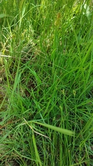 Carex mairei