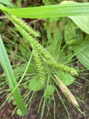 Carex scabrata