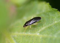 Phylus coryli