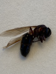 Camponotus novaeboracensis