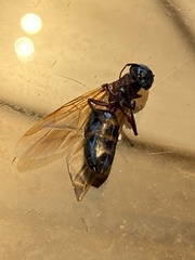 Camponotus novaeboracensis