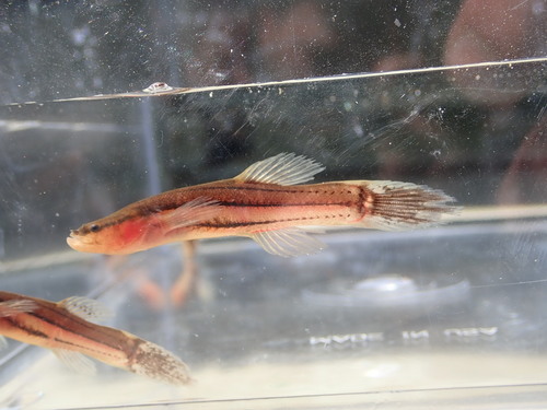 Swampfish (Chologaster cornuta) — Amblyopsidae — 3