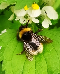 Psithyrus