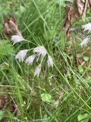 Eriophorum viridicarinatum