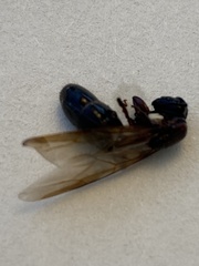 Camponotus novaeboracensis