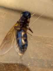 Camponotus novaeboracensis