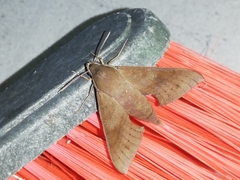 Xylophanes juanita