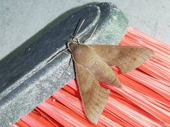 Xylophanes juanita