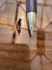 Camponotus novaeboracensis