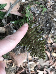 Myriopteris clevelandii