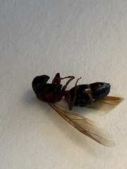 Camponotus novaeboracensis