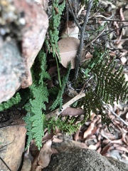 Myriopteris clevelandii