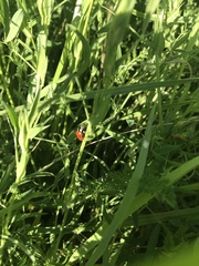 Coccinella septempunctata