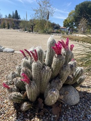 Oreocereus pseudofossulatus