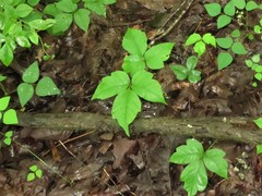 Toxicodendron radicans pubens