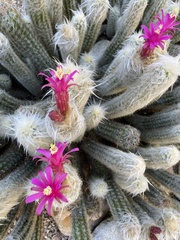 Oreocereus pseudofossulatus