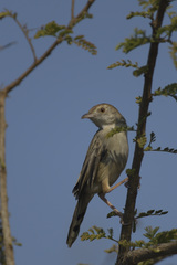 Cisticola chiniana