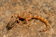 Tropiocolotes confusus