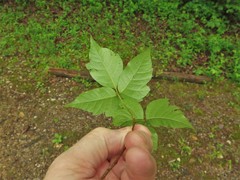 Toxicodendron radicans pubens