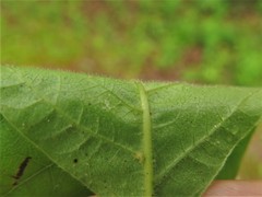 Toxicodendron radicans pubens