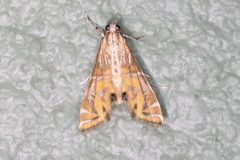 Petrophila daemonalis