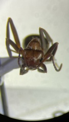 Formica exsectoides