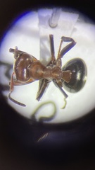Formica exsectoides