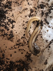 Geonemertes pelaensis