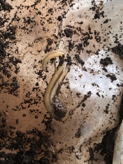 Geonemertes pelaensis