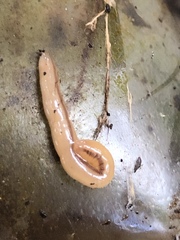 Geonemertes pelaensis