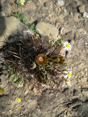 Ancistrocactus scheeri