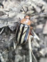 Disonycha leptolineata