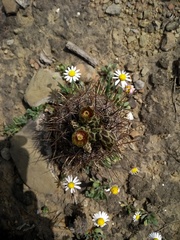 Ancistrocactus scheeri
