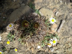 Ancistrocactus scheeri