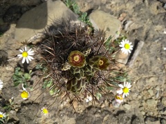 Ancistrocactus scheeri