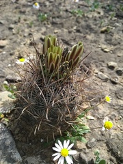 Ancistrocactus scheeri