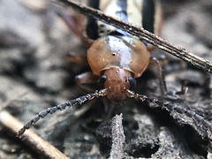 Disonycha leptolineata