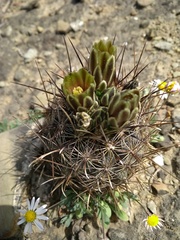 Ancistrocactus scheeri