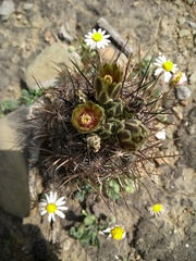 Ancistrocactus scheeri