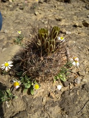 Ancistrocactus scheeri
