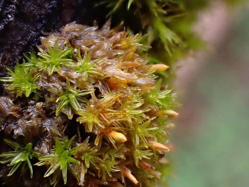 https://www.inaturalist.org/taxa/1004264-Orthotrichum-rogeri