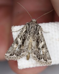 Ulolonche orbiculata