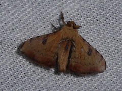 Ocinara bifurcula