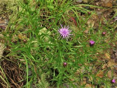 Liatris compacta